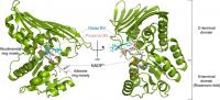 Figure 2: Structure of BVR