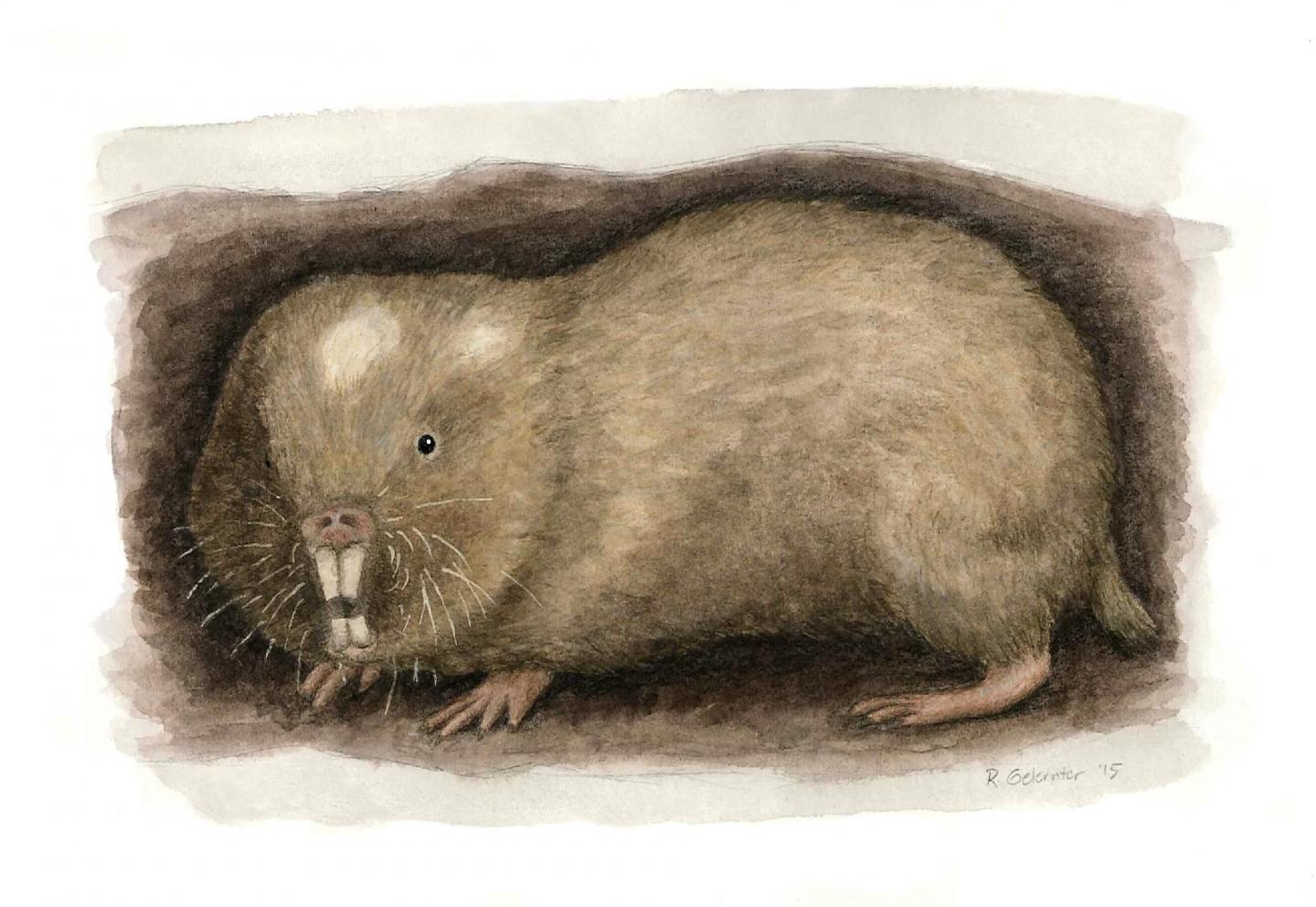 <em>Fukomys livingstoni</em>