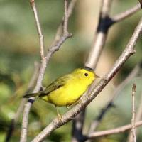 Warbler