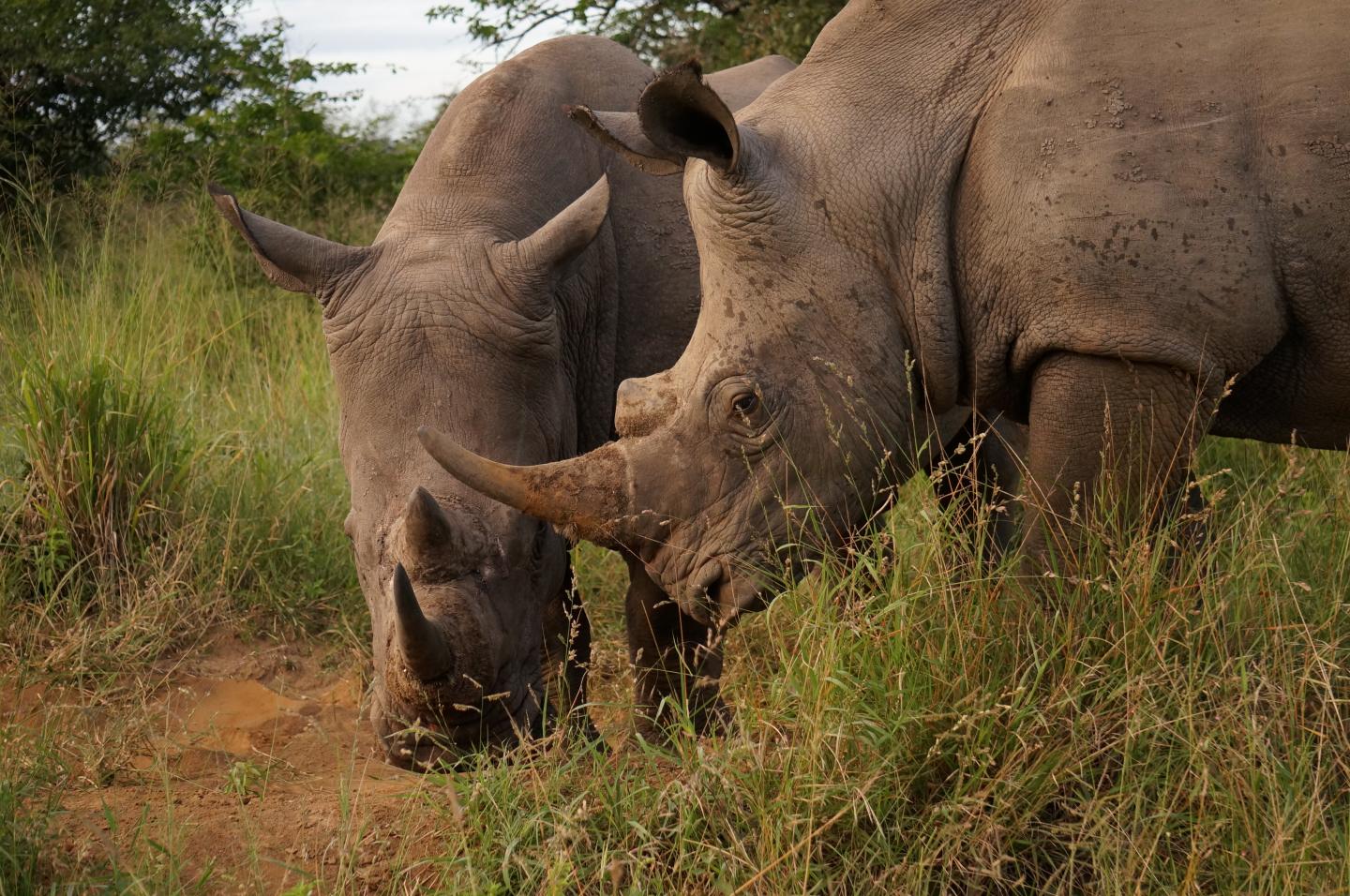 Southern White Rhinoceros (<i>Ceratotherium simum simum</i>)