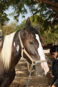 Horse