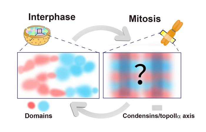 Model for mitotic chromosome formation