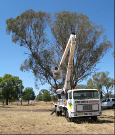 Eucalyptus Tree