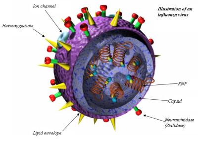 Influenza
