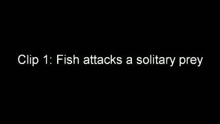 Fish Video