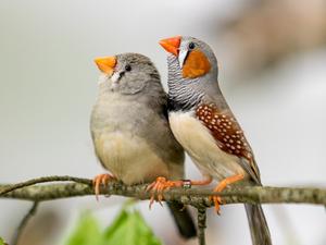 Zebra finches