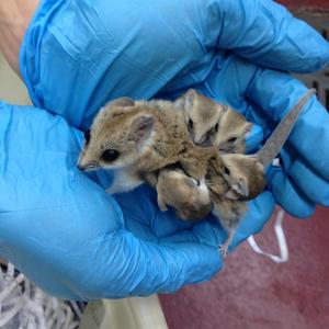 Dunnart carrying young