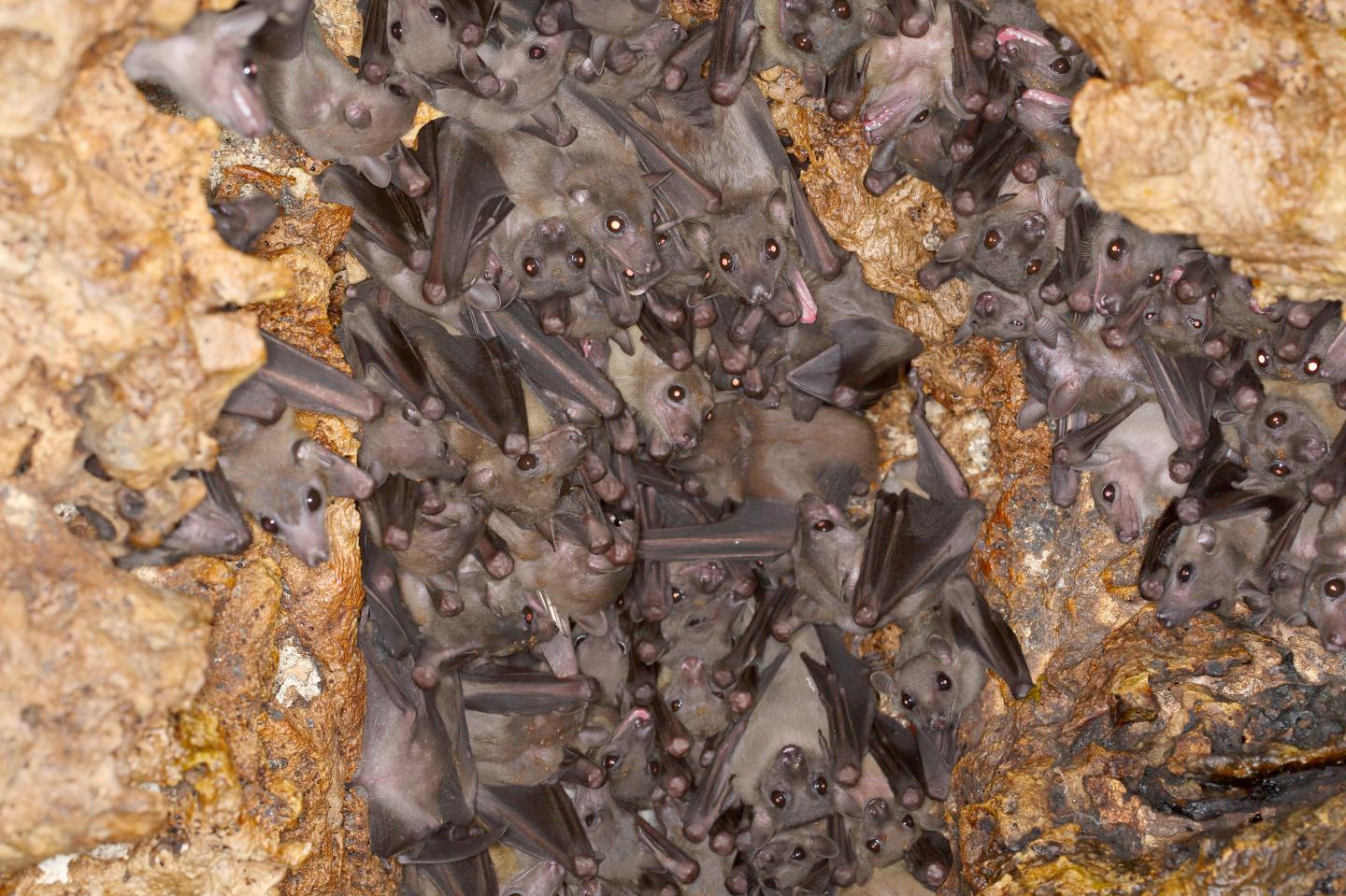 Baby Fruit Bats Mimic Mothers' Sounds (5 of 10)