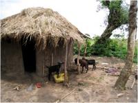 Hut