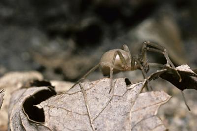Spider Venom