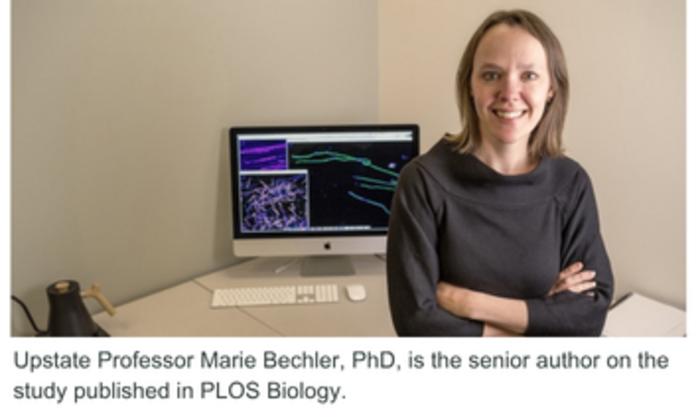 Upstate researchers uncover clue to how the brain wires itself