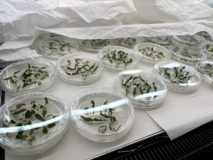 Gene-edited petunias in tissue culture