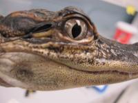 Alligator Earflap Opening