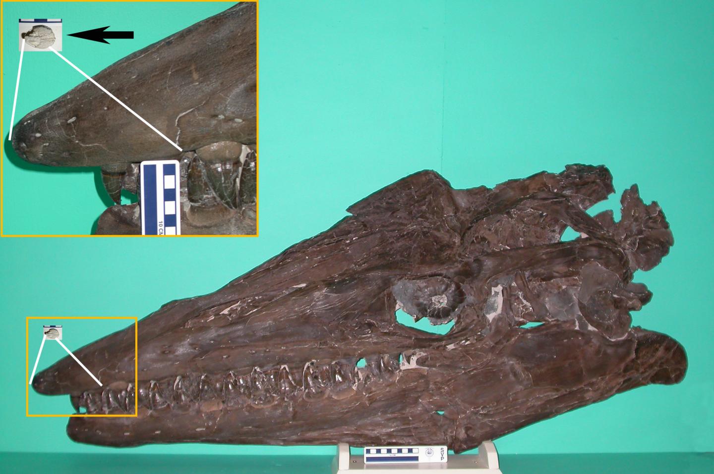 Neonate Fossil
