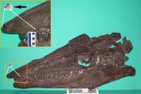 Neonate Fossil