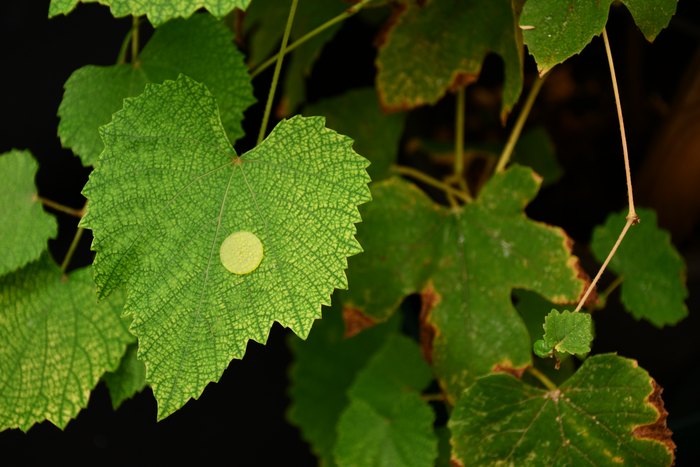A temporary plaster releasing beneficial substances to the plants