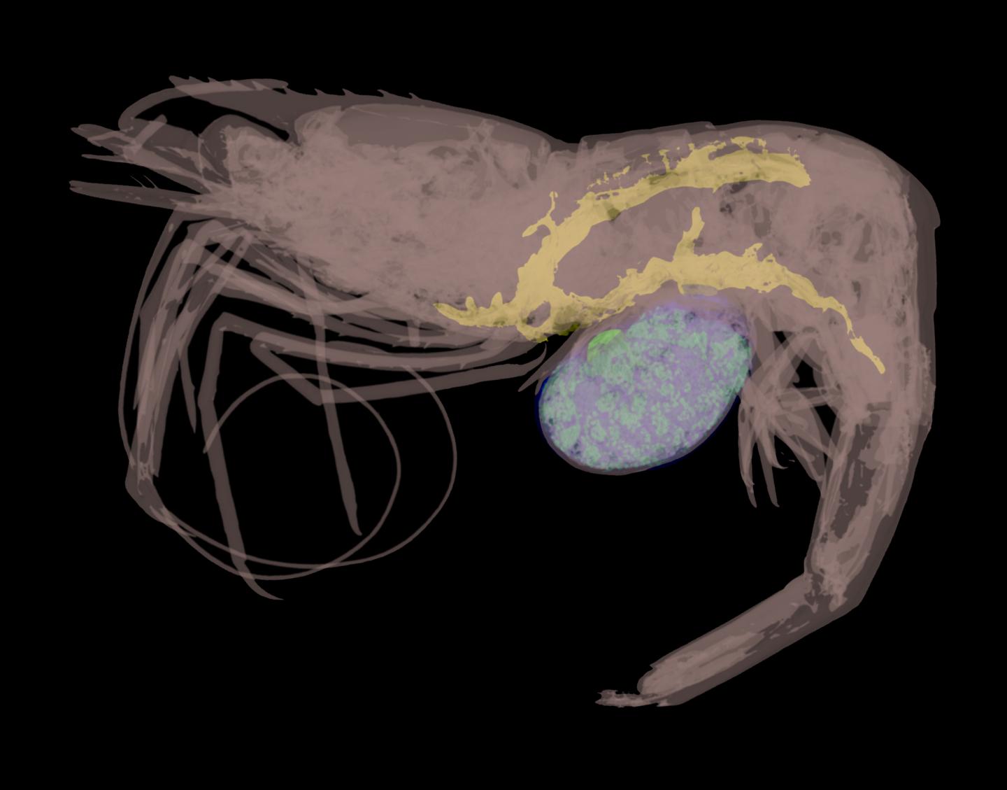 Three-Dimensional Model of a Parasitic Barnacle