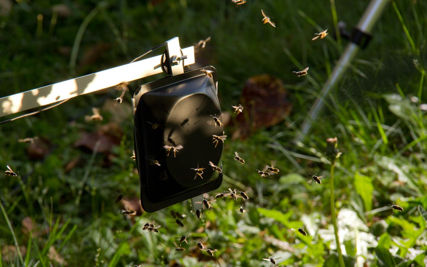 Call For Arms And Stings: Social Wasps Use Alarm Pheromones To Coordinate Their Attacks (3/3)