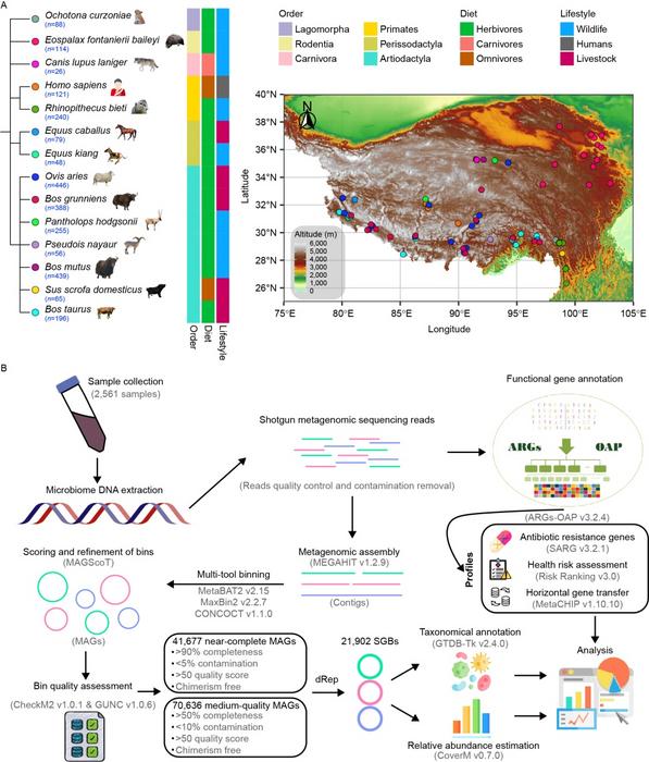 Comprehensive metagenomic survey reveals vast gut microbiome diversity and antibiotic resistome across 14 mammal species on the Tibetan Plateau