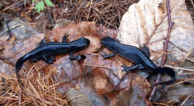 Mesotriton alpestris