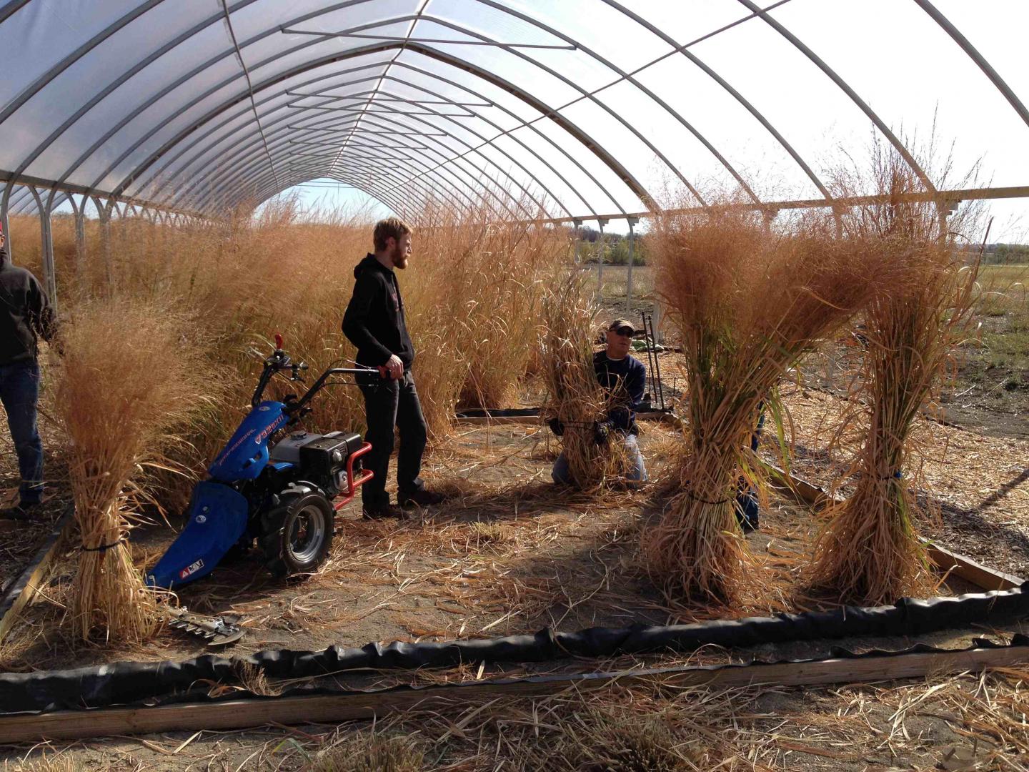 Harvesting switchgrass under field rainout shelters