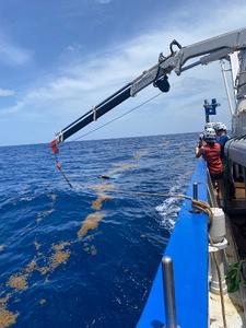 sargassum during sampling cruise-Credit Sully Sullivan