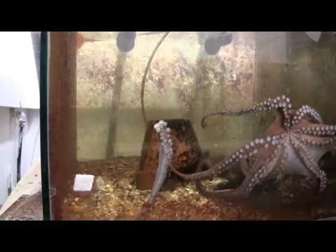 A Behaving Octopus Treats Its Own Amputated Arm Not as a Typical Food Item (1 of 2)