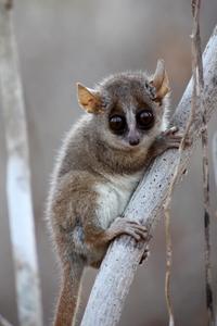 Gray mouse lemur (Microcebus murinus)