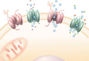 Schematic representation of SLC membrane transporters