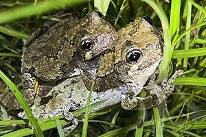 Crowded Conditions Muddle Frogs’ Mating Choices
