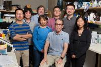 Beta Cell Authors