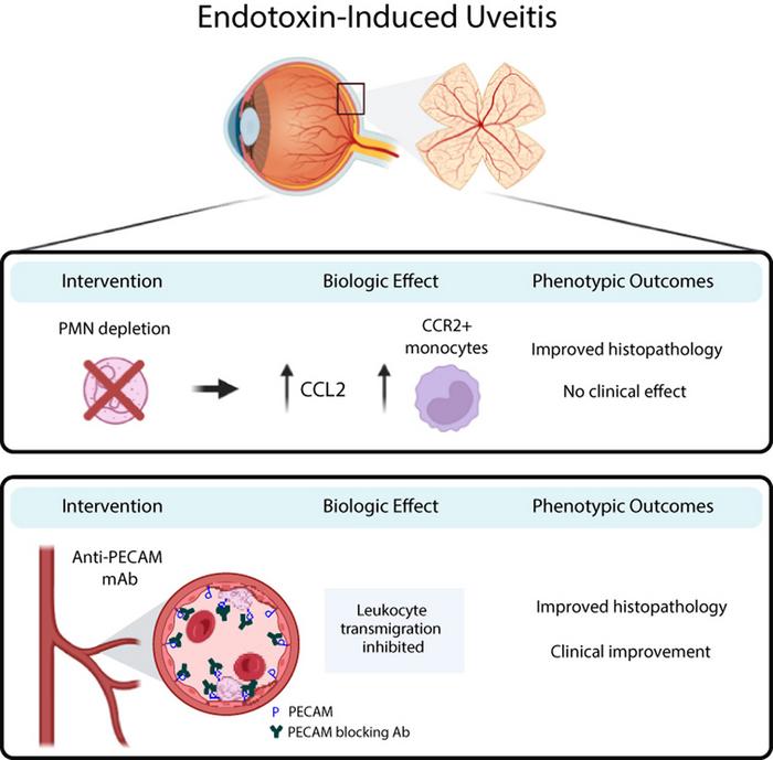 Platelet Endothelial Cell Adhesion Molecule—Dependent Leukocyte Transmigration Is an Essential Early Event in Endotoxin-Induced Uveitis