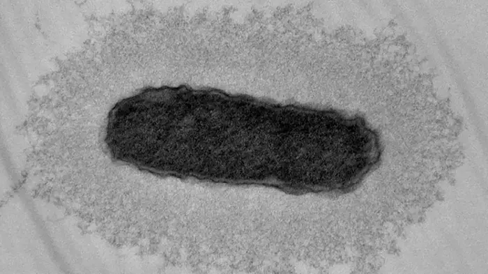 Klebsiella pneumoniae with capsule-enhancing mutations