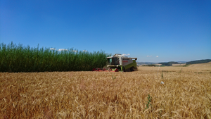 Alley Cropping System bei der Ernte