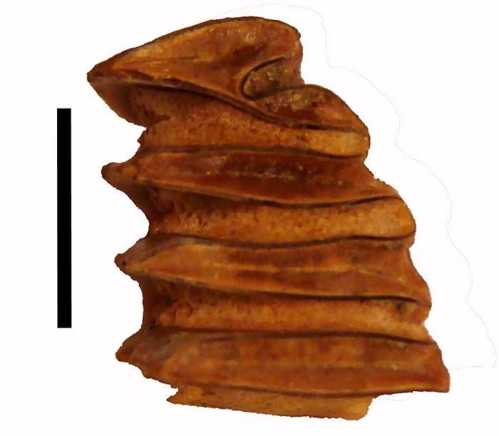 Fossilized capybara tooth