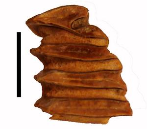 Fossilized capybara tooth