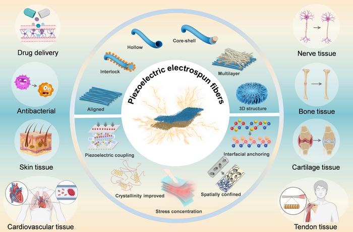 The microarchitecture/enhancement strategies on piezoelectric electrospun fibers and their application in tissue engineering.