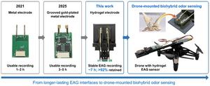 Evolution of EAG electrodes toward drone-mounted biohybrid odor sensing