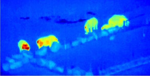 Thermal Imaging