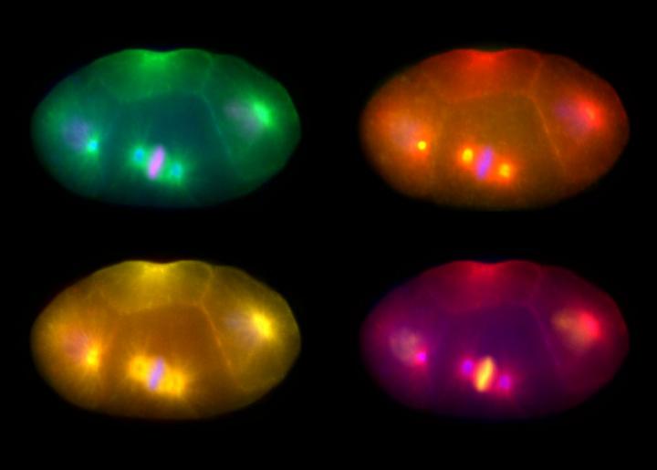 Dividing Cells