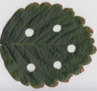 Leaf Wounds (2 of 2)