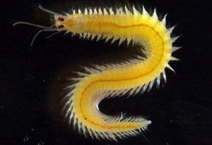 Fig. 1: The marine bristleworm Platynereis dumerilii. Picture of a mature female.