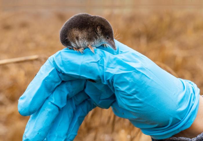 Common shrew