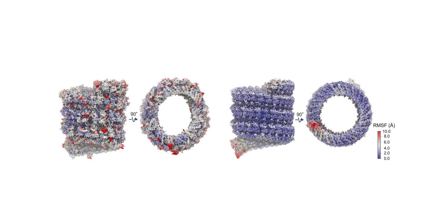 Ebola nucleocapsid simulations