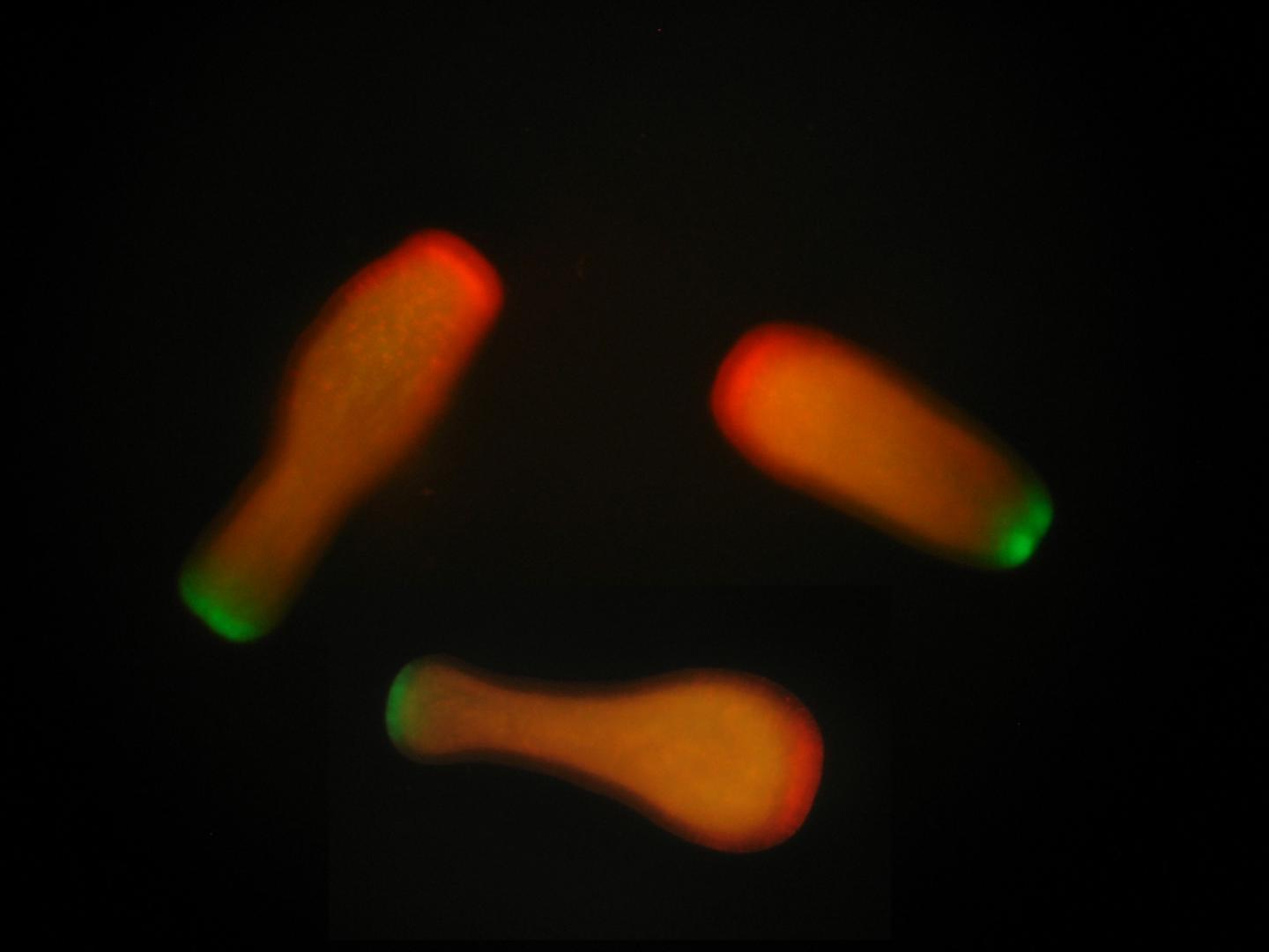 Coral Larvae