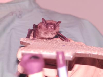 How Bats Keep Out Echo Clutter (3 of 7)