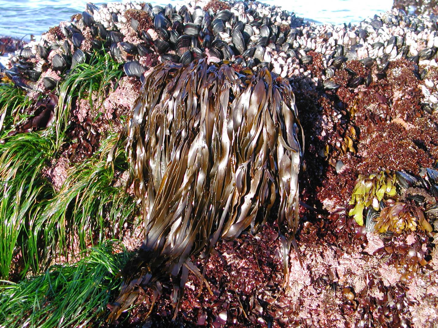 Tidepool