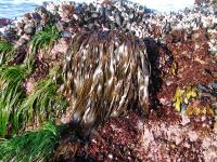 Tidepool
