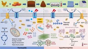 Chaperone-assisted protein remodeling enables microbial survival under extreme composting heat.