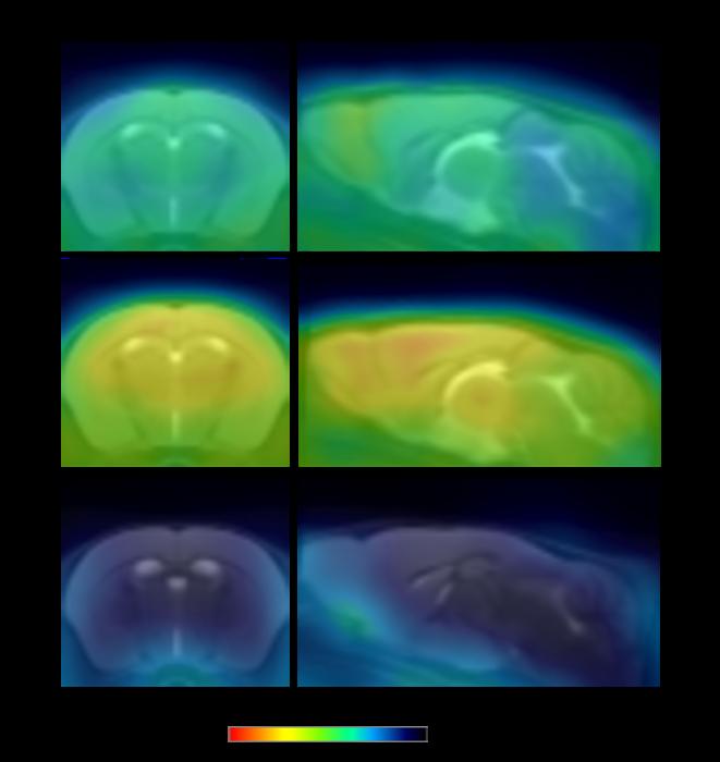 Representative PET images in mouse model with 18F-PDE-1905.